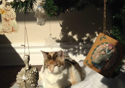 A cat sitting under a Christmas Tree
